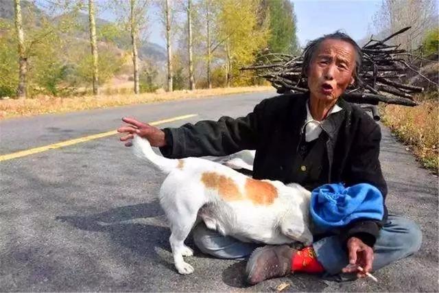 狗狗每天幫年老主人運柴，彼此相依為命，老人憂心狗狗未來