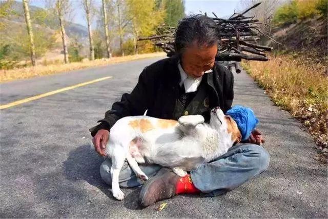 狗狗每天幫年老主人運柴，彼此相依為命，老人憂心狗狗未來