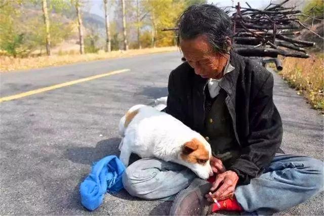 狗狗每天幫年老主人運柴，彼此相依為命，老人憂心狗狗未來