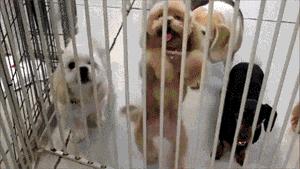 是什麼原因讓你飼養泰迪犬？就憑這5大優點，養過的人都說好！
