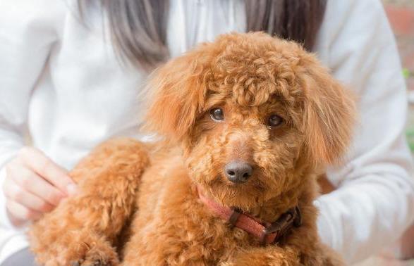 是什麼原因讓你飼養泰迪犬？就憑這5大優點，養過的人都說好！