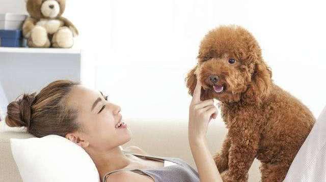 是什麼原因讓你飼養泰迪犬？就憑這5大優點，養過的人都說好！