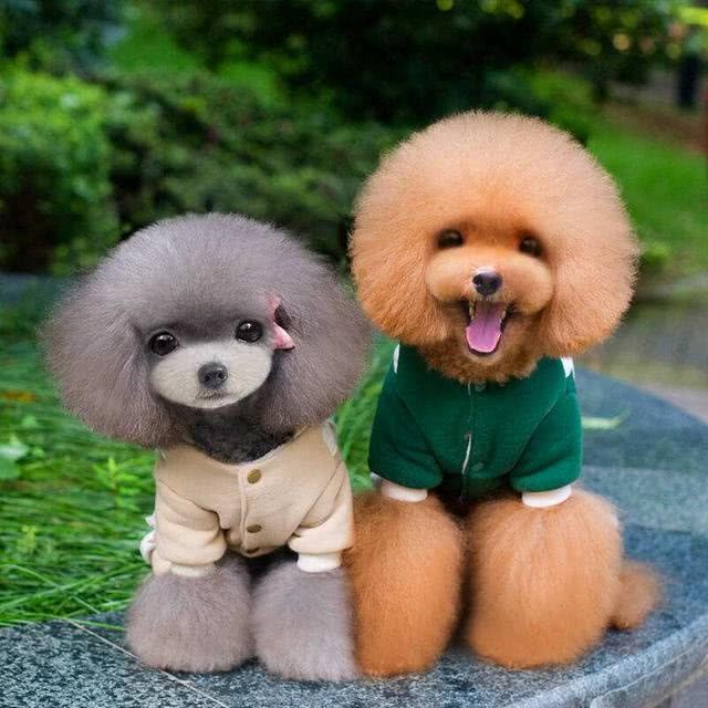 是什麼原因讓你飼養泰迪犬？就憑這5大優點，養過的人都說好！