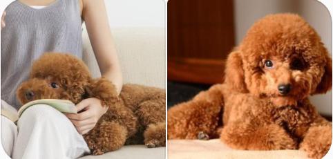 是什麼原因讓你飼養泰迪犬？就憑這5大優點，養過的人都說好！