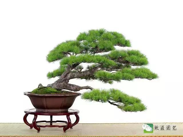 盆景造型基礎技術：這些盆景蟠紮技法你學會了嗎
