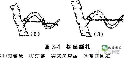 盆景造型基礎技術：這些盆景蟠紮技法你學會了嗎