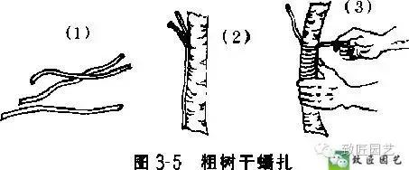 盆景造型基礎技術：這些盆景蟠紮技法你學會了嗎