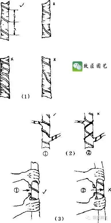 盆景造型基礎技術：這些盆景蟠紮技法你學會了嗎