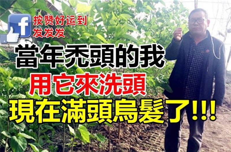 「經典治發秘方」當年禿頭的我，用它來洗頭，現在滿頭烏髮！ 朋友還以為是假髮呢！！