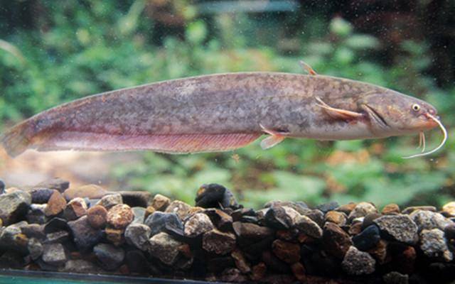 孩子多吃魚好，但醫生提醒：3種魚少給孩子吃