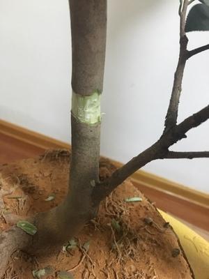 盆景愛好者必學繁殖技術——高壓繁殖（2）