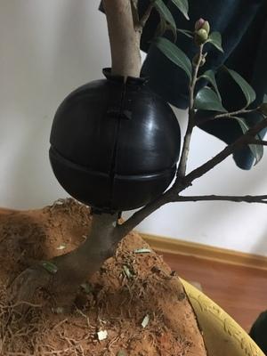 盆景愛好者必學繁殖技術——高壓繁殖（2）