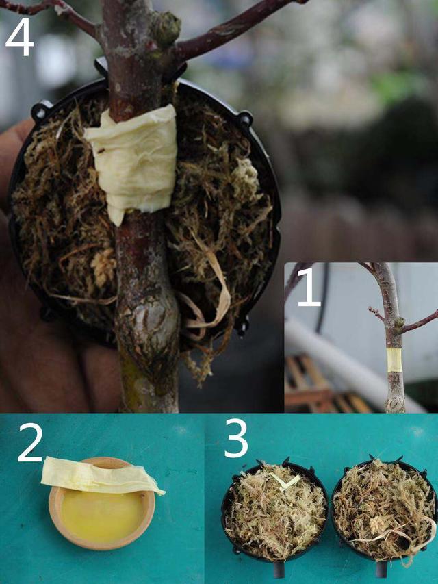 盆景愛好者必學繁殖技術——高壓繁殖（2）