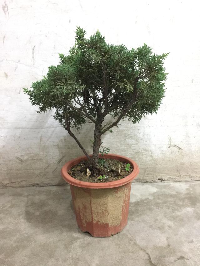 盆景愛好者必學繁殖技術——高壓繁殖（2）