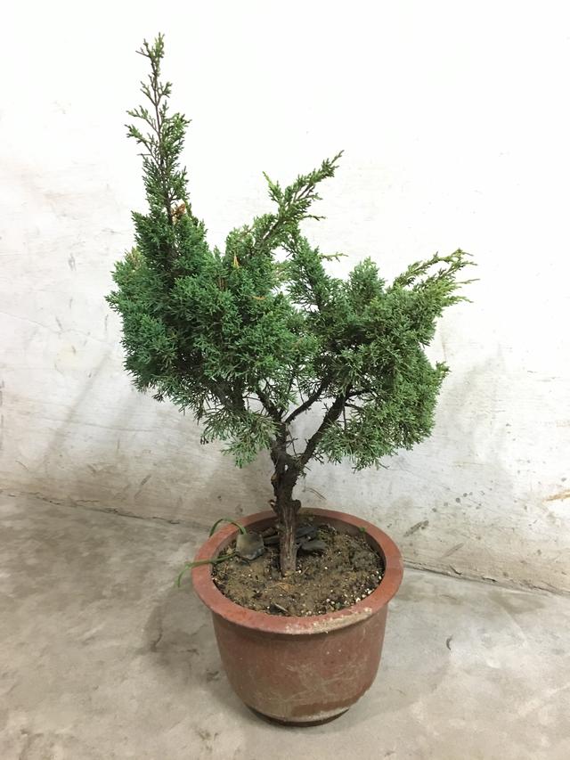 盆景愛好者必學繁殖技術——高壓繁殖（2）