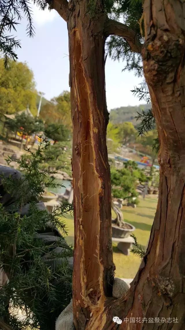 玩盆景必看，淺談盆景大枝拿彎技法
