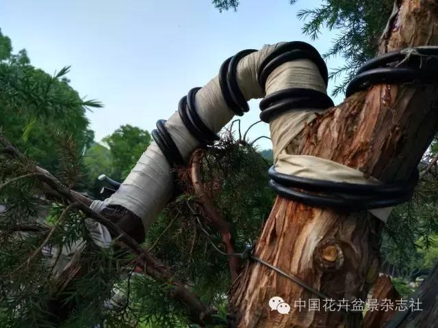 玩盆景必看，淺談盆景大枝拿彎技法