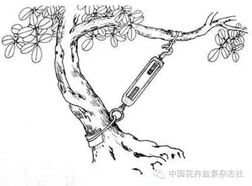 玩盆景必看，淺談盆景大枝拿彎技法