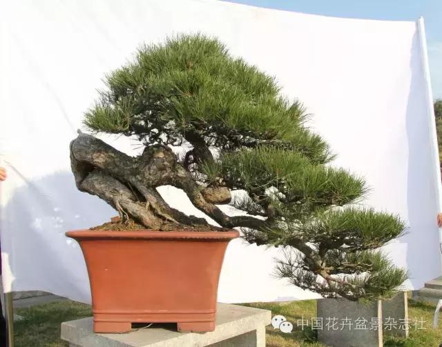 玩盆景必看，淺談盆景大枝拿彎技法