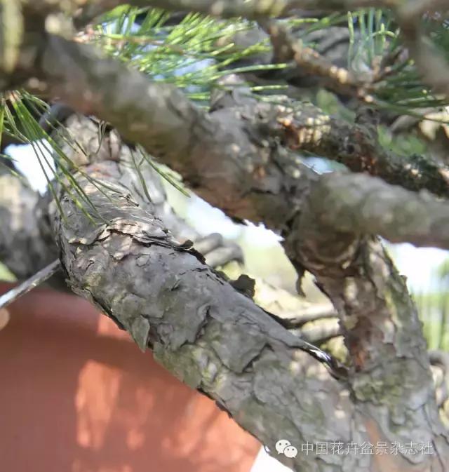 玩盆景必看，淺談盆景大枝拿彎技法