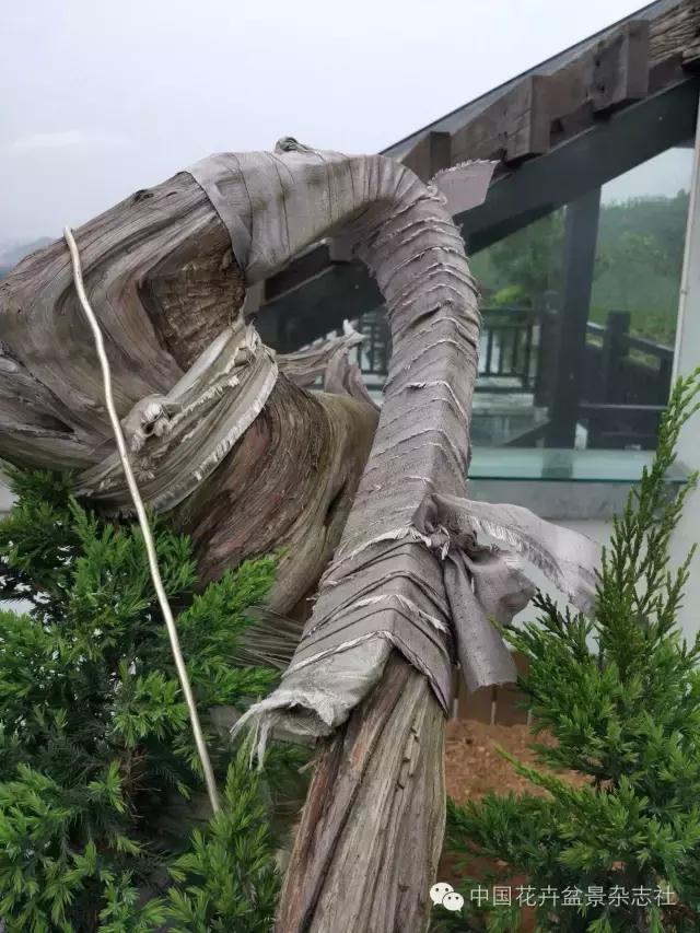 玩盆景必看，淺談盆景大枝拿彎技法