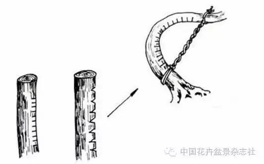 玩盆景必看，淺談盆景大枝拿彎技法