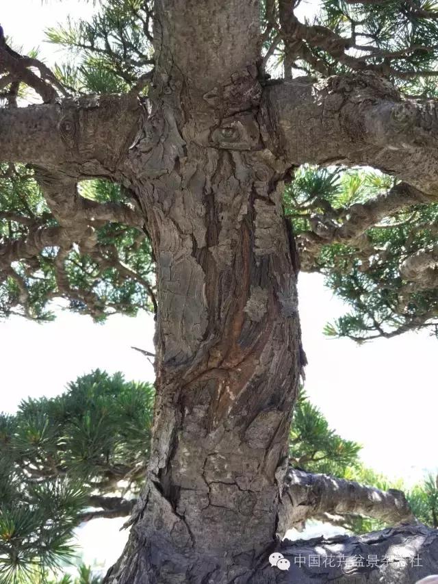 玩盆景必看，淺談盆景大枝拿彎技法