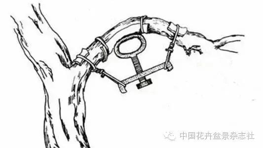 玩盆景必看，淺談盆景大枝拿彎技法