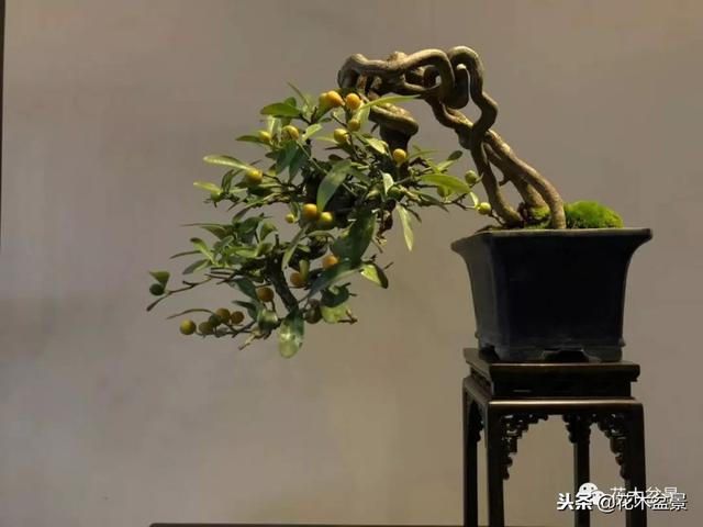 微型盆景栽培技巧~~