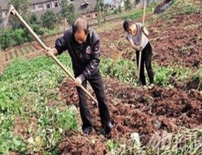 大爺菜地翻土，挖出「大量白色石頭」，被人高價收回，大爺卻突然感到心慌