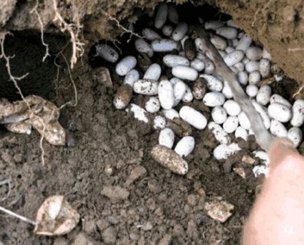 大爺菜地翻土，挖出「大量白色石頭」，被人高價收回，大爺卻突然感到心慌