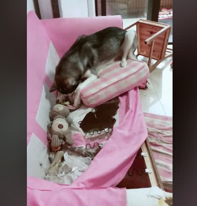 房東突然來串門，看到家裡的哈士奇和沙發時：我倒貼錢你們搬走吧