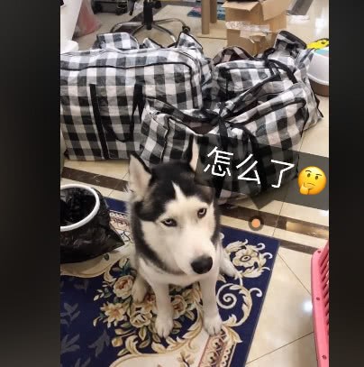 房東突然來串門，看到家裡的哈士奇和沙發時：我倒貼錢你們搬走吧