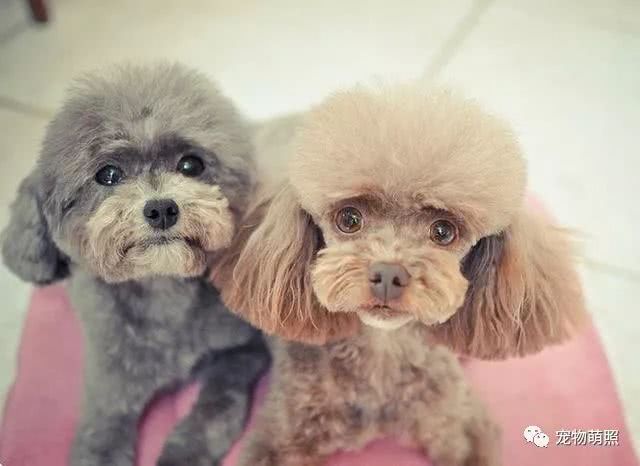 泰迪犬為什麼會褪色？原因有5個，其中之一是主人導致！