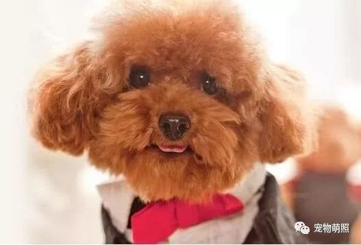 泰迪犬為什麼會褪色？原因有5個，其中之一是主人導致！