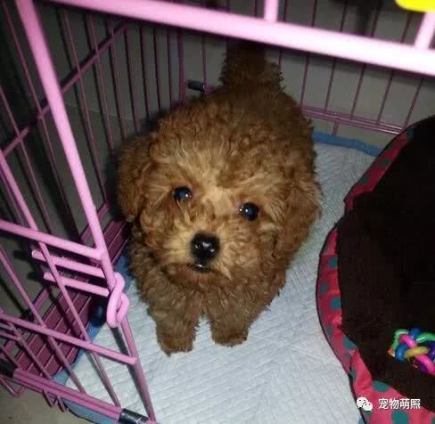 泰迪犬為什麼會褪色？原因有5個，其中之一是主人導致！
