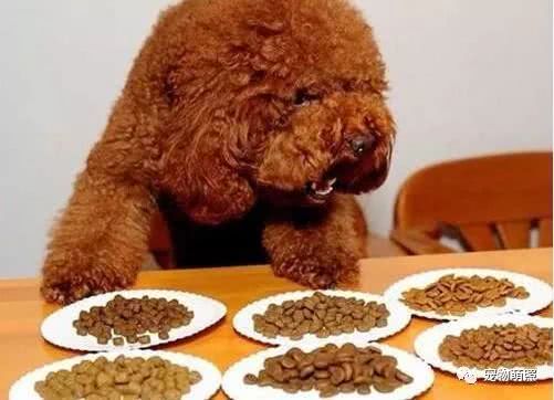泰迪犬為什麼會褪色？原因有5個，其中之一是主人導致！