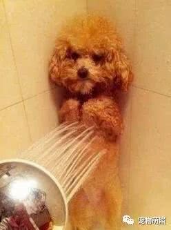 泰迪犬為什麼會褪色？原因有5個，其中之一是主人導致！