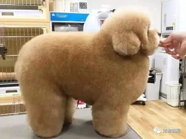 泰迪犬為什麼會褪色？原因有5個，其中之一是主人導致！