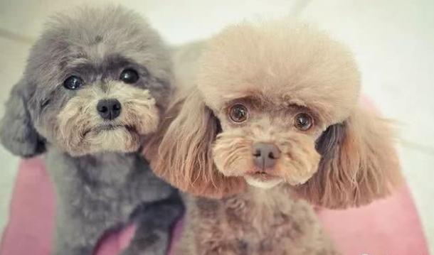 泰迪犬為什麼會褪色？原因有5個，其中之一是主人導致！