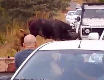 野牛受到雄獅的攻擊，為了求生，野牛的舉動讓旁邊拍攝的車主抓狂