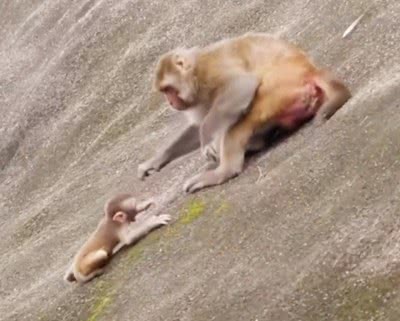 猴子媽媽親手把自己的孩子推下懸崖，畫面淒慘，原因讓人意想不到 