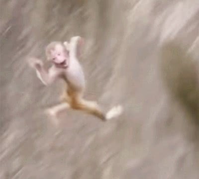 猴子媽媽親手把自己的孩子推下懸崖，畫面淒慘，原因讓人意想不到 