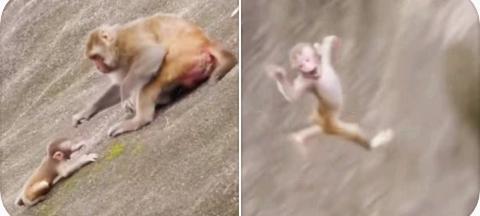 猴子媽媽親手把自己的孩子推下懸崖，畫面淒慘，原因讓人意想不到 