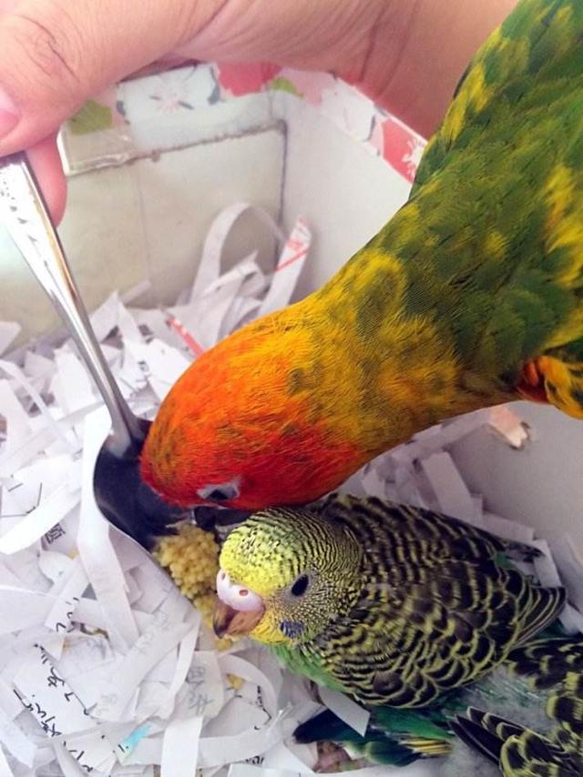 如何讓你家鸚鵡喜歡你？看40年養鳥人鸚鵡親人攻略秘籍