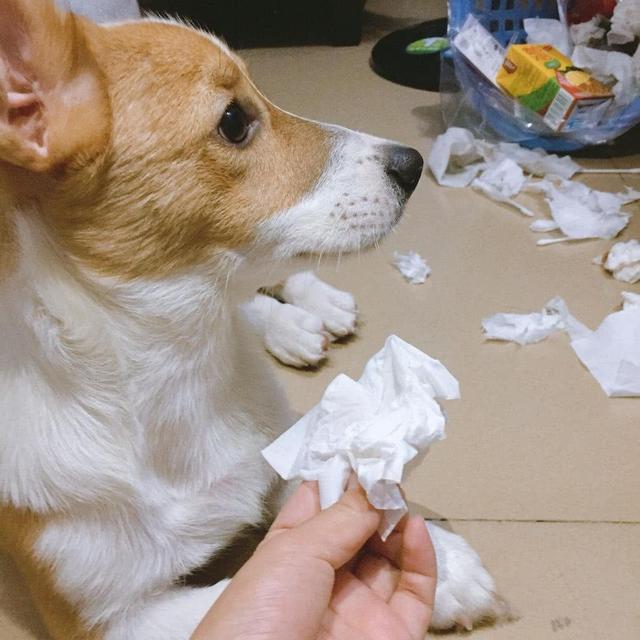 各品種狗狗運動量詳解，你遛對了嗎