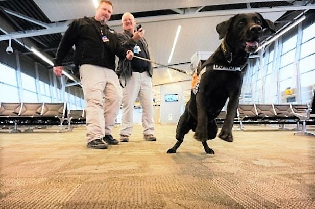 美國機場警犬的挑選標準，要做安檢犬耳朵要下垂，只因看起來溫馴