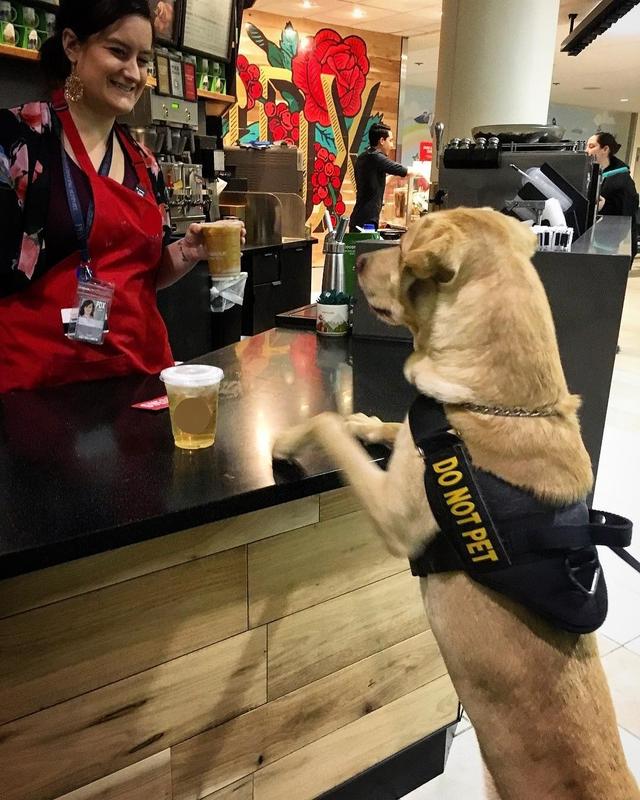 美國機場警犬的挑選標準，要做安檢犬耳朵要下垂，只因看起來溫馴