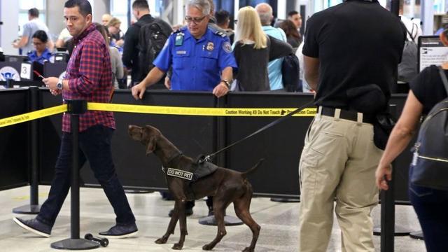 美國機場警犬的挑選標準，要做安檢犬耳朵要下垂，只因看起來溫馴