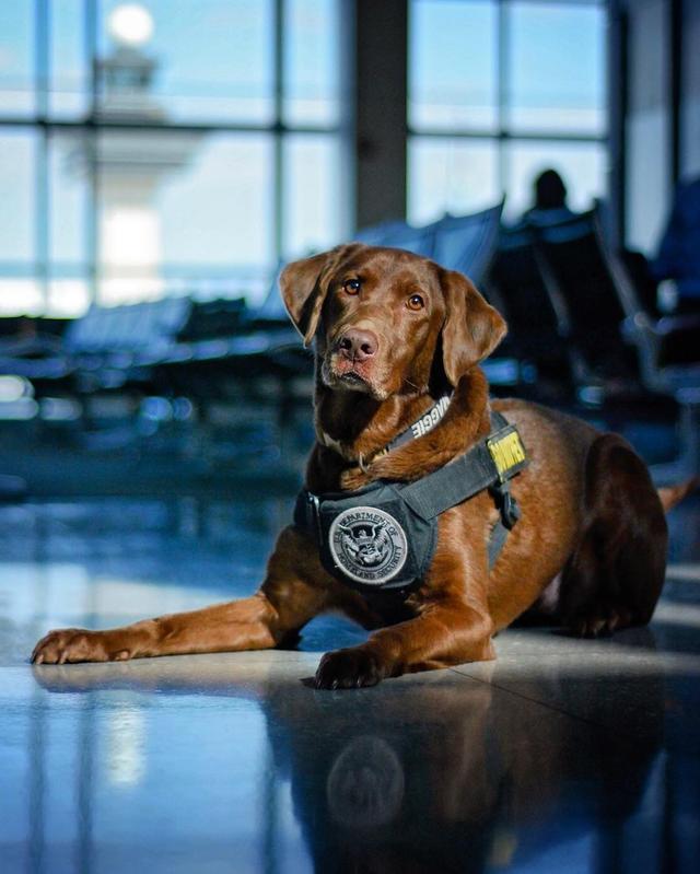 美國機場警犬的挑選標準，要做安檢犬耳朵要下垂，只因看起來溫馴